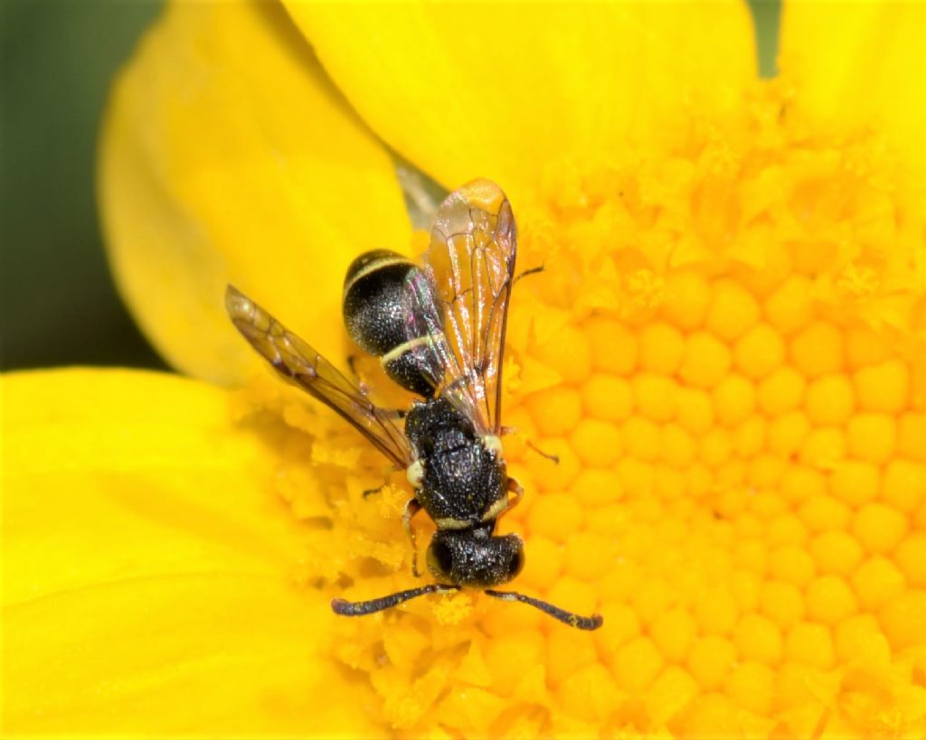 Vespidae Eumeninae: Leptochilus regulus, maschio